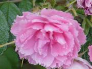 Rosa rugosa